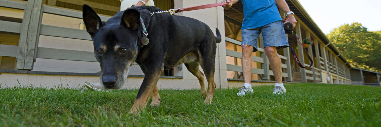Two Peaks of Otter Lodge guests walking their dog